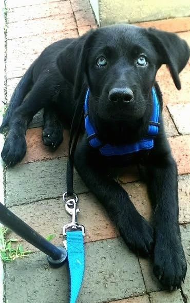Top down view of a blue-eyed, black Siberian Retriever puppy laying on a brick surface looking up.